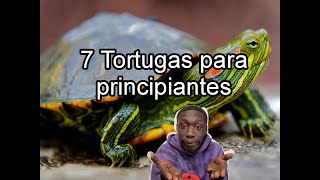 7 TORTUGAS PARA PRINCIPIANTES [upl. by Triley510]