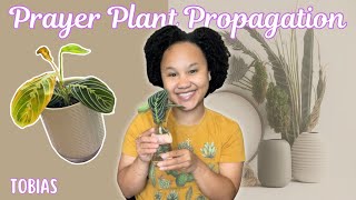 Prayer Plant Propagation  Maranta Propagation in Water  Plant Makeover [upl. by Bibby]