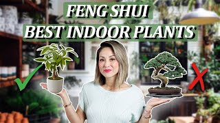 Feng Shui  BEST INDOOR HOUSE PLANTS Boost Health amp Wealth PLUS 2 to AVOID [upl. by Oria]