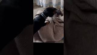 Day 2 Kitten vs Daschund part 2 [upl. by Rhiana]