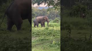 jungali Hatti Makuna elephant Vs man 😮😎 animals chitwannationalpark rupeanvlogs9038 [upl. by Olivann]