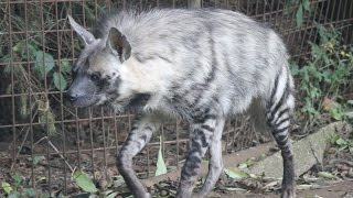 Gestreepte hyena  Striped hyena  Olmense Zoo [upl. by Haldan]