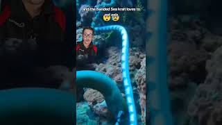 Sea Kraits eat Moray Eels like Spaghetti [upl. by Snider6]