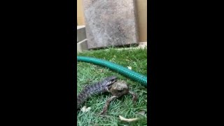 Keelback snake found snacking on cane toad in Queensland garden [upl. by Batha502]