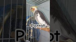 Beautiful voice of Perrott parrot parrotmedia funny parrotspeak bird parrotentertainment cute [upl. by Akirej]