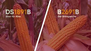 Brevant seeds Zeitraffer Video Mais  Sortenvergleich DS1891BB2691B [upl. by Aret]