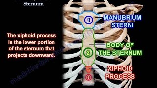 Anatomy Of The Sternum  Everything You Need To Know  Dr Nabil Ebraheim [upl. by Blumenthal775]