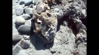 Seal Body on Taylor Head Beach 2017 [upl. by Ericksen991]