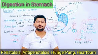 Digestion in Stomach  Peristalsis antiperistalsis Hunger Pang Fsc Biology [upl. by Kennie]