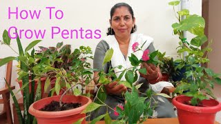 How to🌱 Grow Beautiful 🌹🌷Pentas Plant🌱 [upl. by Ynoble867]