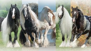 The Gypsy Vanner Horse Society [upl. by Keary]