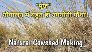 quotमुंजquot से बनाये गायों का प्राकृतिक आवासSaccharum munja for natural cowshed cowshed [upl. by Carvey]