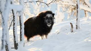 Qiviut  is the inner wool layer of the Muskox [upl. by Mcdougall]