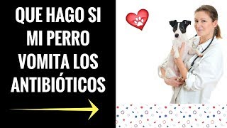 🛑Mi Perro Vomita los Antibioticos 👉 Que hacer y como evitar este problema 👈 [upl. by Acinom]