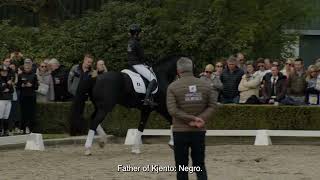 Van Olst Horses Kjento stallionshow 2023 [upl. by Lothario]