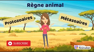 Zoologie  Exploration du Règne Animal Protozoaires et Métazoaires [upl. by Ahsieuqal]