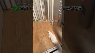 I HAVE AN ELEVATOR INSIDE MY HOUSE showing my cat a tour 🫣🐱 [upl. by Susi]