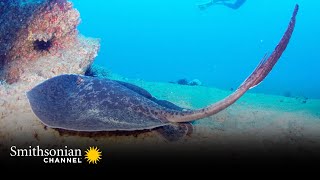 The Stinger on This Sting Ray Can Easily Kill You  Smithsonian Channel [upl. by Pik236]