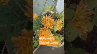 Subscribeveeche chirugalinadugumy gardenterrace gardenhome tour chemanthi flowersbeautiful [upl. by Rehpinnej251]