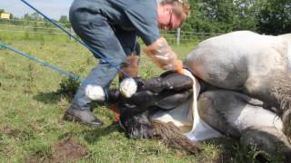 Haras de Cordemais  Naissance dun poulain percheron [upl. by Arbmik]