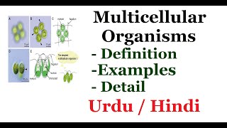 Explain Multicellular Organisms Definition and Examples Urdu  Hindi [upl. by Girard]