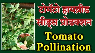 Tomato Hybrid Seeds Production  Tomato pollination by hand  tomato flower pollination [upl. by Dub]