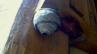 Wasp nest timelapse [upl. by Eehsar]