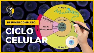 CICLO CELULAR  🔬 LA INTERFASE 😀 Explicación fácil y rápida [upl. by Pius]