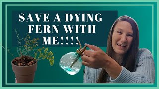 How To Care For A Fern  How To Revive a Dying Fern  How To Make Humidity [upl. by Kal]