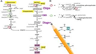 Biosynthesis of Pyrimidine Hayatayoz  PyrimidineBiosynthesis metabolism Nitrogenmetabolism [upl. by Neelhtac]