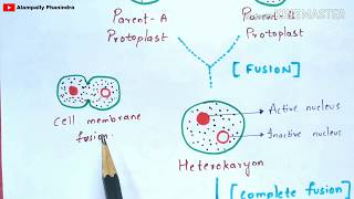 Formation of somatic hybrids and cybrids  Notes  Somatic hybridization  Cybridization [upl. by Tait]