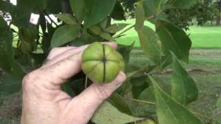 Collecting and Preparing Hickory Nuts [upl. by Nalahs]