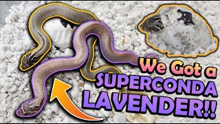 Baby LAVENDER Hognose Snakes Hatching [upl. by Netsirhk]