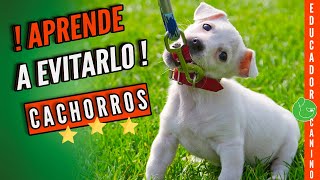 Aprende a PASEAR a tu PERRO o CACHORRO para que CAMINE con Correa SIN TIRAR Paseo Perfecto [upl. by Atnovart41]