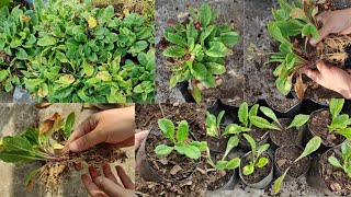 quotPrimula Plant Care Root Pruning Propagation Potting and Making Multiple Plants from Onequot [upl. by Bonnell777]