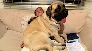 When Your Big Dog Thinks Hes a BABY Funny Dog and Human [upl. by Donough]