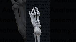 Biomechanics of the foot pronation and supination [upl. by Aihsit]