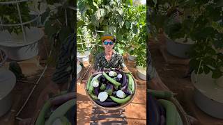 Vertical farming with eggplants on aeroponic towers eggplants aubergine farming [upl. by Ahselaf]