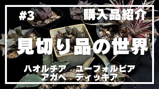 【購入品紹介】3 見切り品の世界／セールのハオルチアとユーフォルビアとアガベとディッキアを購入してみた [upl. by Atsok]