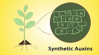 Mode of Action Part 1 Herbicides and Insecticides English [upl. by Settle]