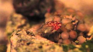 Stomatella Snail Grazing on Zoanthids [upl. by Philoo73]