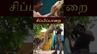 நாட்டு நாய்  சிப்பிப்பாறை  SIPPIPAARAI  SHORTS [upl. by Nile361]