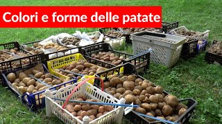 Colori forme e consistenze di 15 Varietà di Patate [upl. by Arihday]