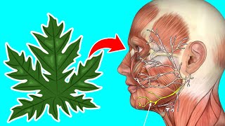 9 Benefits of Papaya Leaves amp How To Process Them As Medicine [upl. by Huston82]