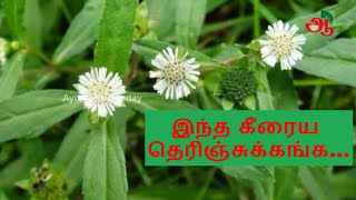 What is karisalankanni keerai How it benefits our health [upl. by Griz]