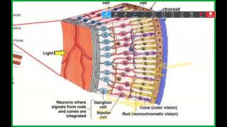 PNS biochemistry Biochemical pathways regulating the function of sensory organs Mutah [upl. by Tnecniv]