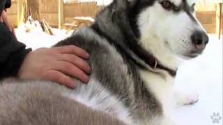 Dogs 101  Siberian Husky [upl. by Nesto356]