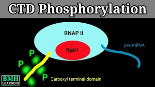 CTD Phosphorylation  C Terminal Domain  Carboxyl Terminal Domain Phosphorylation [upl. by Gibson]