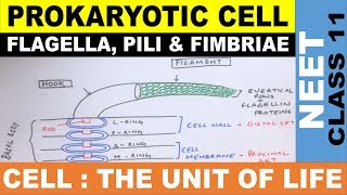 Prokaryotic Cell  Flagella Pili amp Fimbriae  Structure of flagella Ncert  Class 11  NEET 2021 [upl. by Nahsar]