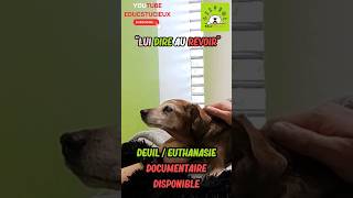 🐕😭Une décision DÉCHIRANTE 😭🐕 deuilchien deuilanimal euthanasiechien vétérinaire monchien chien [upl. by Standley976]